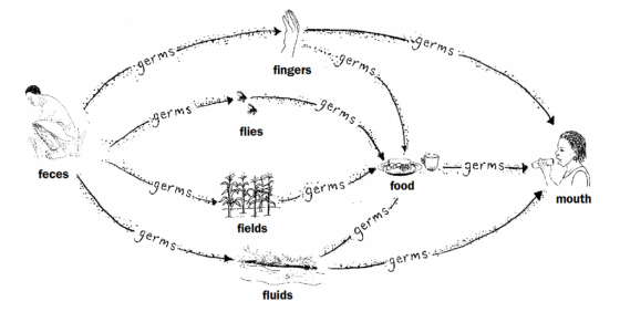 HESPERIAN 2004 F Diagram